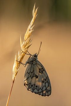 Marbled white in the Viroinval by Sven Scraeyen