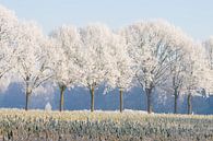 winterse bomenrij 2 Sint-Michielsgestel van Arnoud Kunst thumbnail