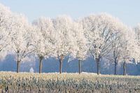Winterbaumreihe 2 Sint-Michielsgestel