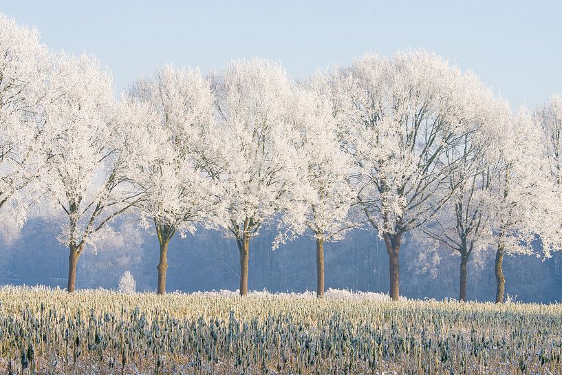 winterse bomenrij 2 Sint-Michielsgestel van Arnoud Kunst