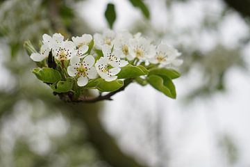 Kersenbloesems in de lente van Maximilian Burnos
