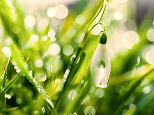 Snowdrop