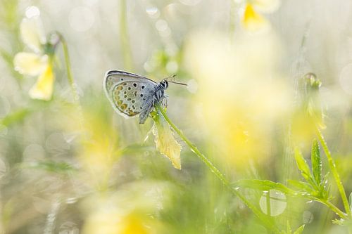 heideblauwtje tussen zinkviooltjes