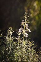 Fleur sauvage dans la lumière du matin