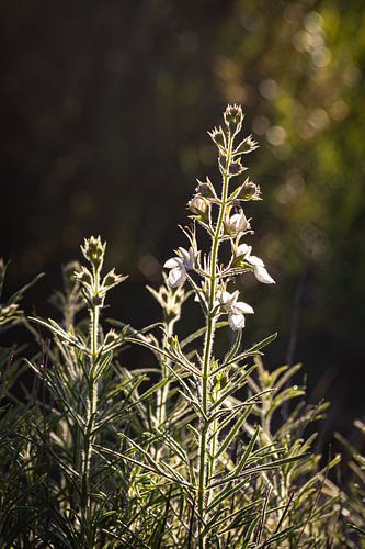 Wildflower in the morning light by Enfocado Fotografia