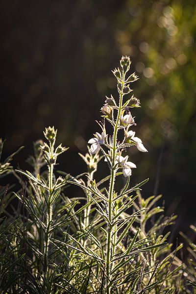 Fleur sauvage dans la lumière du matin par Enfocado Fotografia