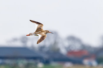 Tureluur in het boerenlandschap!