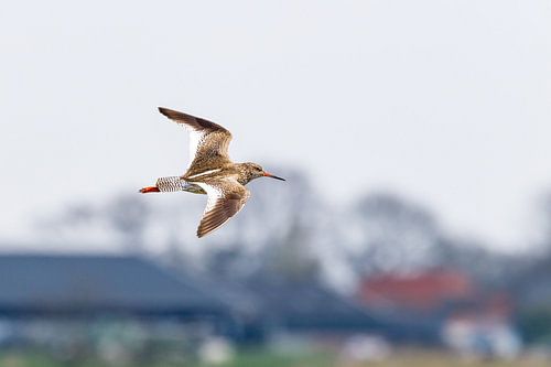 Tureluur in het boerenlandschap!