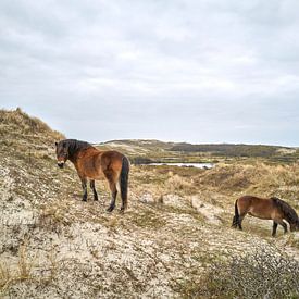 Wilde paarden duinen Bergen aan Zee van Robbert Frie