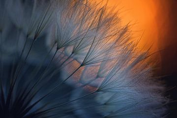 Feather, Dimitar Lazarov -