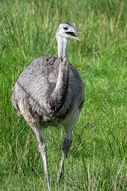 The Emu