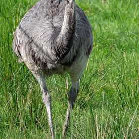 Der Emu von Dieter König