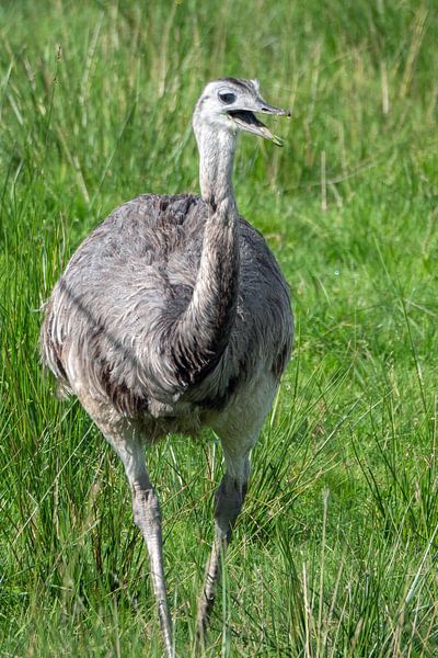 Der Emu von Dieter König