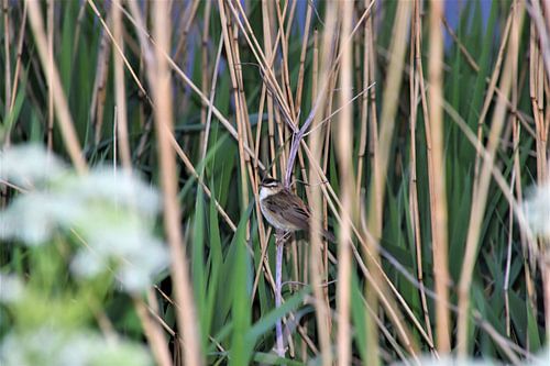 Bird in the Reed