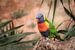 Kleurrijke Lory vogel van Tim Abeln