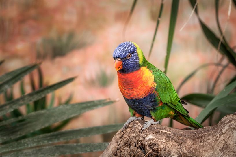 Oiseau Lori Coloré par Tim Abeln