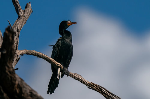 Reed Cormorant Sitting on Tree Branch Against Sky