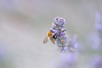 Bee on the Lavender