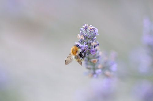 Bij op de Lavendel 