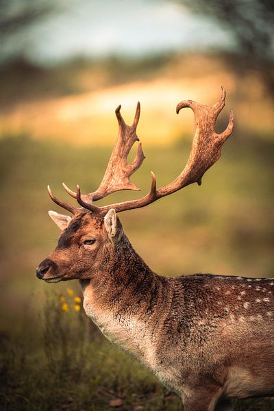 Fallow deer in the sun by Lopen in de natuur