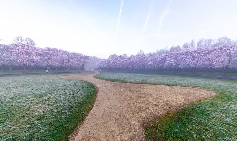 In the middle of the blossom park by peterheinspictures