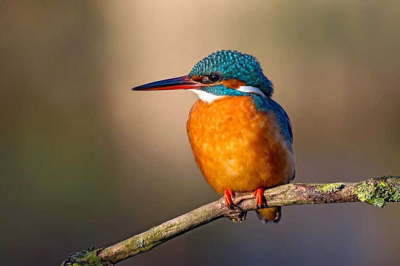 ijsvogel op een tak van gea strucks