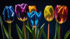 6 felgekleurde tulpen