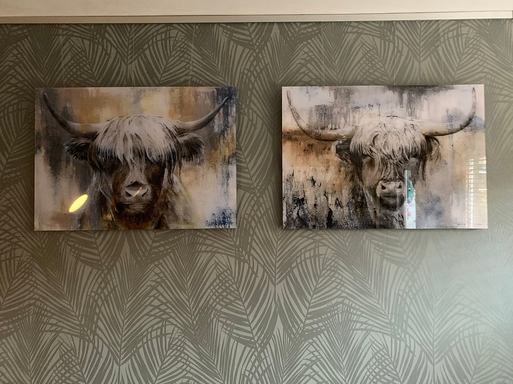 Highland Cow II