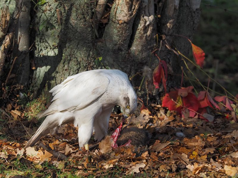 Faucon Blanc par Loek Lobel