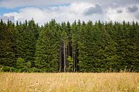 Waldgrenze in Deutschland