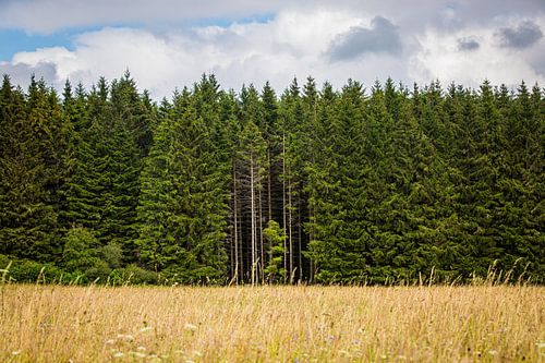 Bosrand in Duitsland