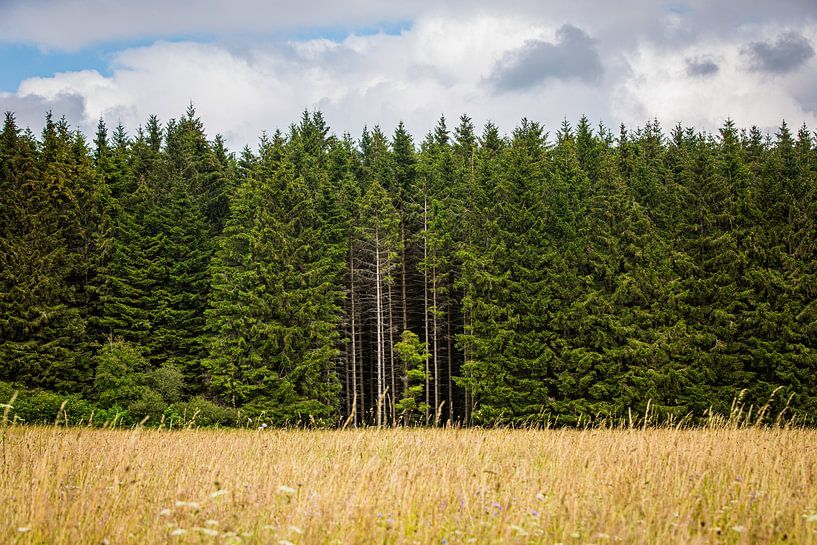 Forest border in Germany by It's Sobi