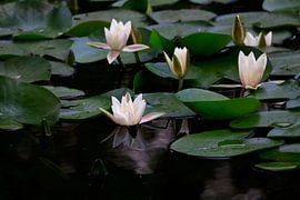 Pittoresque étang aux nénuphars