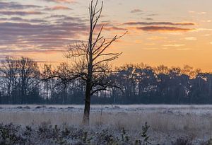 einsamer Baum auf der kalten Heide