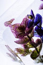 Fire sage in crystal clear ice 2 by Marc Heiligenstein