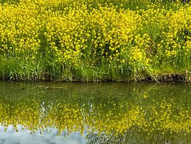Rapsblüten von Dick de Gelder