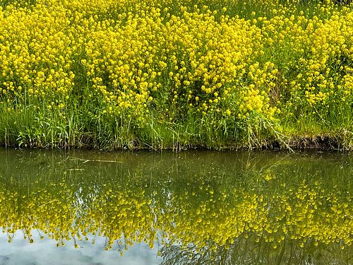 Rapsblüten