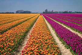 Blumen 11 von Nuance Beeld