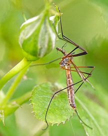 The midge on the bud