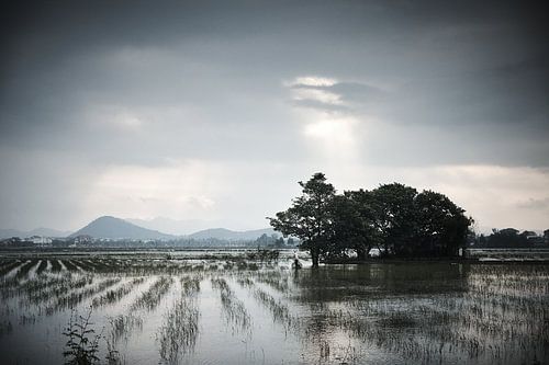 Vietnamese fisherman