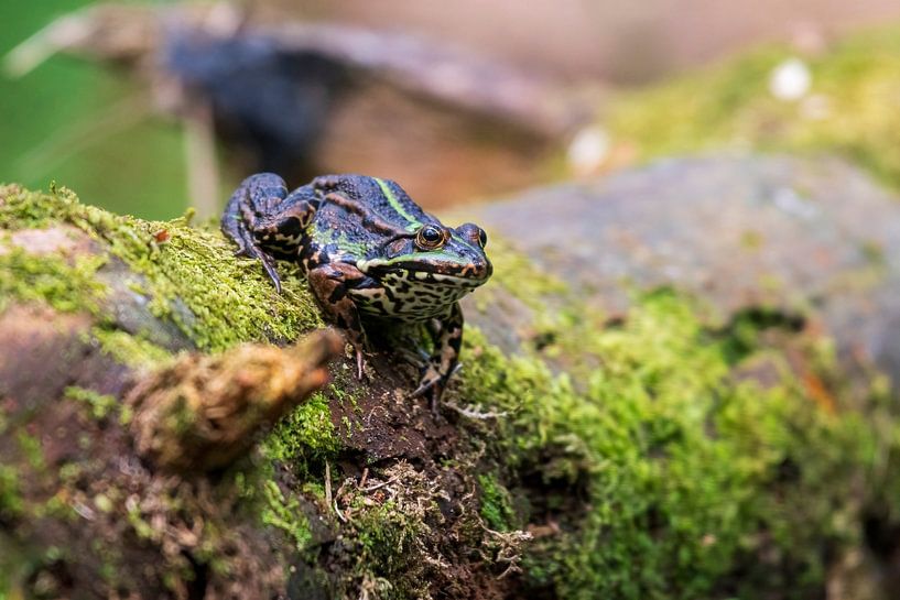 Green frog by Merijn Loch