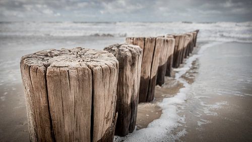 Gros plan sur les Poleheads sur la plage de Zeeland