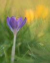Colours of Spring van Bart Hendrix thumbnail