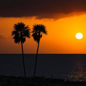 Sunset Palms by M DH
