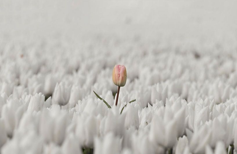 Roze weelde met regendruppels van Ans Bastiaanssen