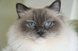 Mila by Martin Baartmans