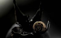 Snail