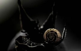 Snail by Roel Verver