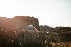 Wild Horse. van Dylan Barkley
