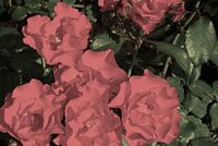 Roze rozen
